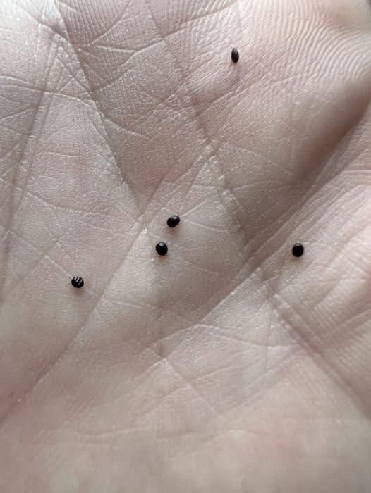 If you spot something like this in your garden, do not ignore it!  Make sure to burn or destroy it immediately. I noticed a bunch in my neighbor’s garden, and she had no idea what they were. Everyone needs to be aware of this!