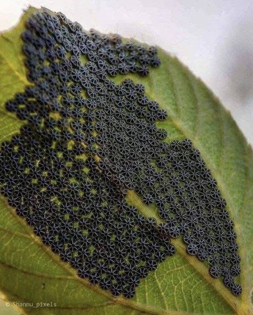 Don’t even touch these if you notice them on your plants (and you’ll DEFINITELY see them, I promise). My neighbor had no idea about these, and thank God I told her. I’ll fully explain