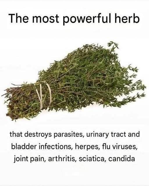 THE MOST POTENT HERB THAT DESTROYS PARASITES, URlNARY TRACT & BLADDER INFECTI0NS, HERPES, AND FLU Full article below.