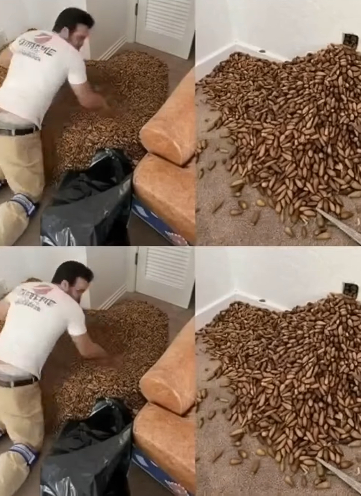 After smelling something strange in his home, a man decides to check behind the wall—and finds… (check in the first comment)