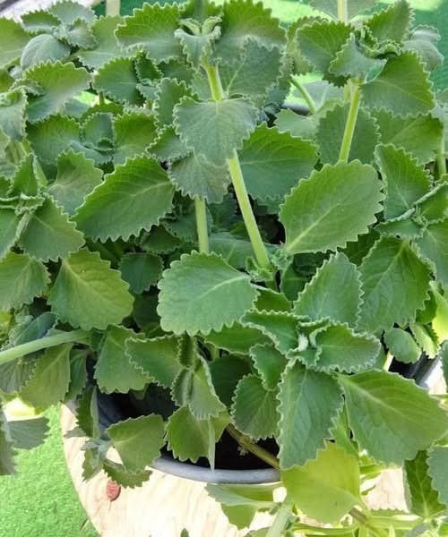 Just 1 oregano leaf per day and you won\’t suffer from any more…See more