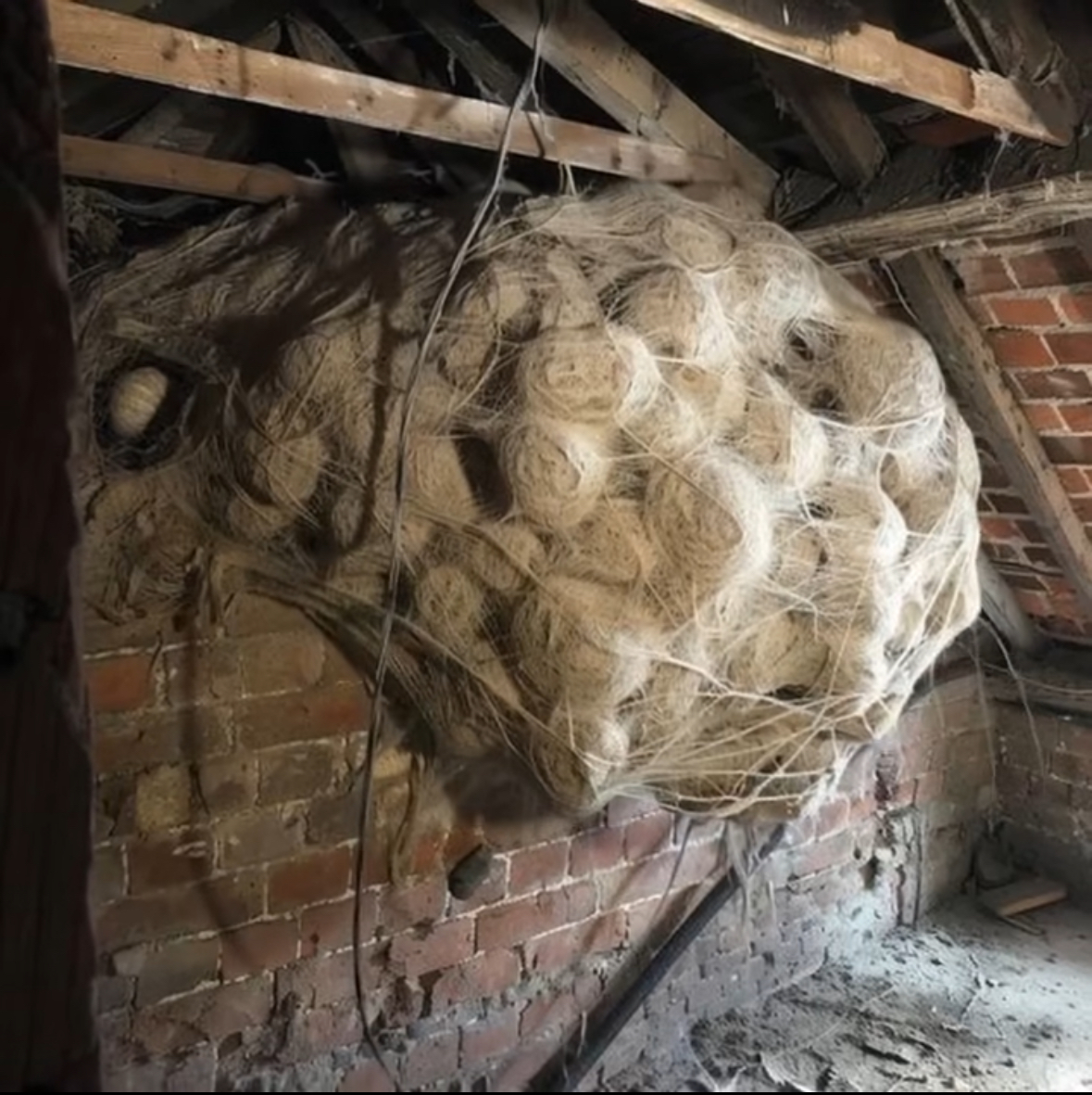 Man Thinks He Found “Hornets” Nest In Attic – Turns Pale When He Realizes What’s Inside Check Comment Below