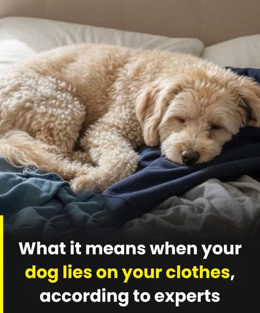 Why your dog sleeps on your clothes and what it means, according to experts….SEE MORE