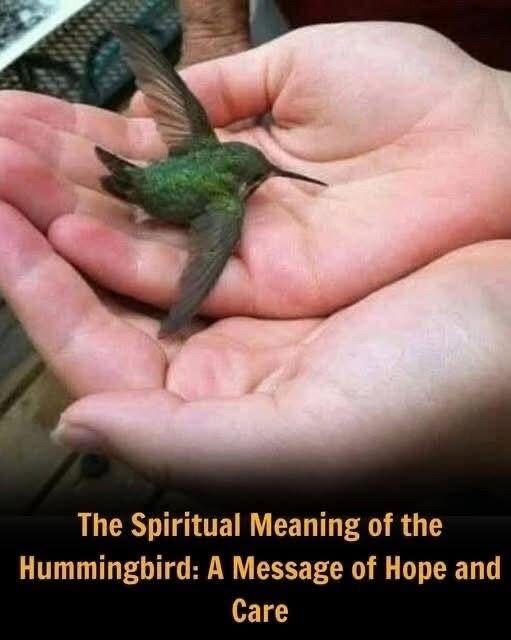 Did you know that if a hummingbird comes to your home, it means that… See more.