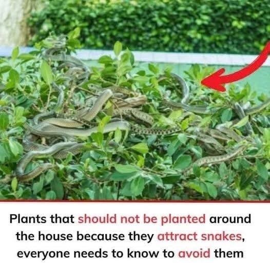 Plants that should not be planted around the house because they attract snakes, everyone needs to know to avoid them. Check the 1st comment