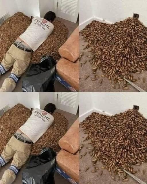 A man smells a strong smell in his house, when he finds out that he opens the wall he finds… See more