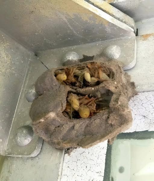 I went into the garage just to grab an old toolbox. Usually, it’s my husband who goes in there — he keeps it organized and knows where everything is. But me… I almost never go in. Still, that morning, for some reason, I felt like going inside. The light in the garage was dim, the lamp was flickering — it should’ve been replaced long ago. I walked along the wall and suddenly stopped. In the far corner, where the old cabinet with paint and random junk always stood, I noticed… something. At first, I couldn’t tell what it was. It looked like it was covered in a thick layer of dust, but something inside that “thing” moved. I came closer. And in that moment, I felt a chill, like the temperature had suddenly dropped. I was absolutely terrified when I realized what it was  More in the first comment