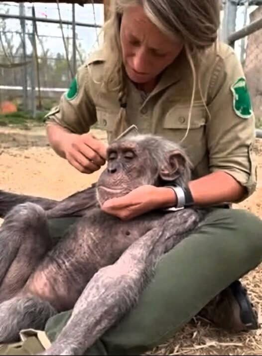 The 45-year-old chimpanzee had stopped eating. He was refusing all comfort, and the vets said it was “his time.” But his keeper wasn’t ready to let him go alone…See more
