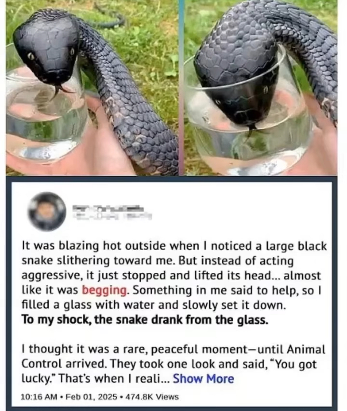 I thought it was just thirsty—until I saw the truth… Details in comment⬇️