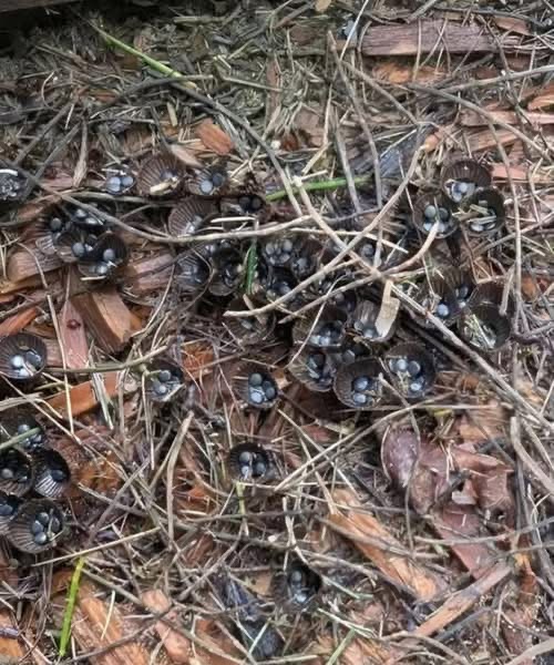 While visiting a friend’s garden, we noticed something strange… and discovering what it was left us speechless. Yesterday, as we strolled through her garden, a detail caught our eye. Looking more closely at the soil, between the wood chips, we spotted small, mysterious shapes. Intrigued, we initially thought they might be fallen seeds or insect eggs, but we quickly realized it was neither. We then took some photos to show her grandfather. When we returned home and saw the pictures, his expression changed. He immediately asked us to take him to see for himself. I must admit I was a little worried—I was afraid it might be something dangerous. But when we finally discovered what it was, we were completely astonished. I’ll tell you the whole story in the article in the first comment