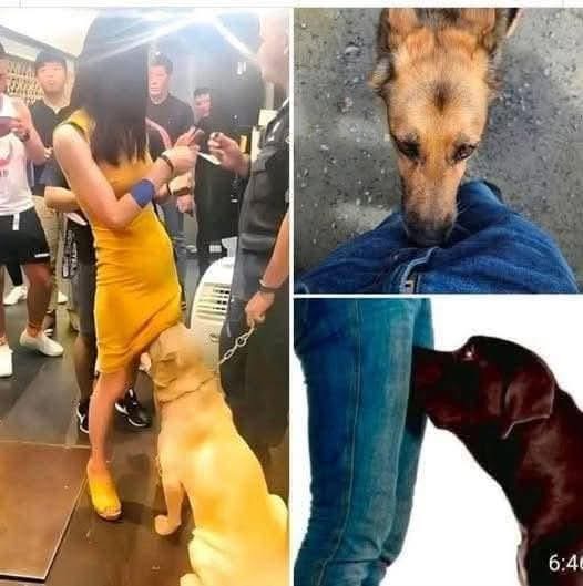 If your dog is sniffing your genital area, it means you have…see more… See more