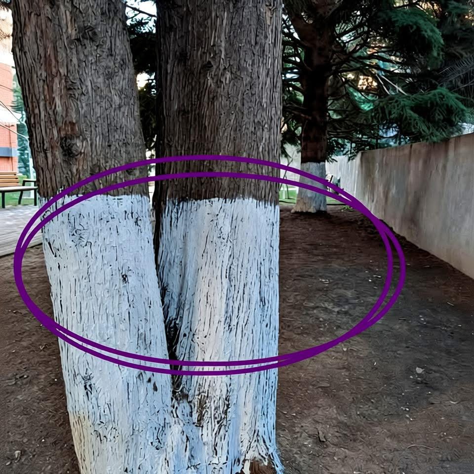 Yesterday, officials showed up in uniform and began painting our neighborhood tree trunks white. They coated every tree—why? See the first comment for the answer…