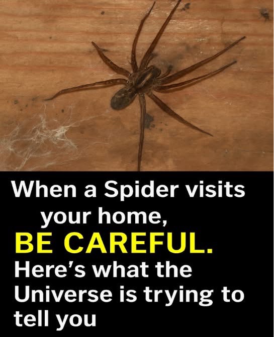 Did you know: When a Spider visits your home it’s a sign of… See more in comment
