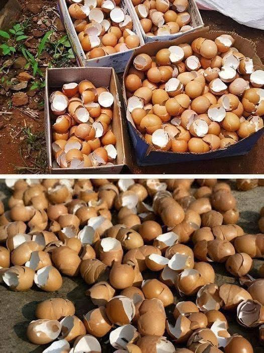 Most people throw away eggshells but don’t know how important they are! Details in the first comment.