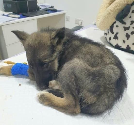 Vet gives puppy de’ath sentence, reaches for needle – then boss takes look at her paws and shouts out… Check comments 💔