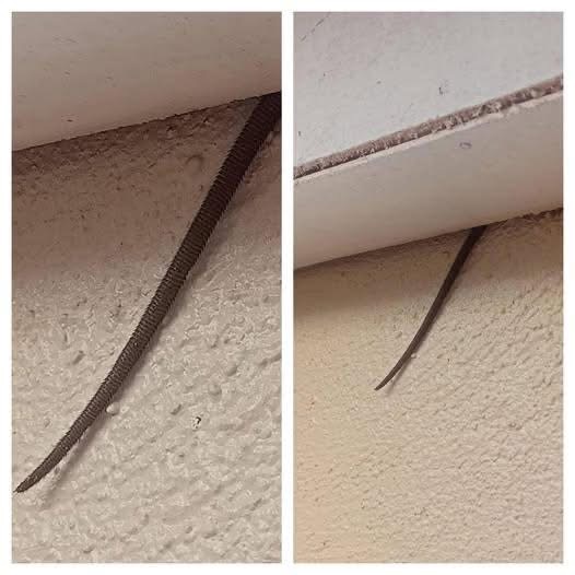 Spotted this sticking out from my ceiling — what is it? 👀 See it in the comments 👇