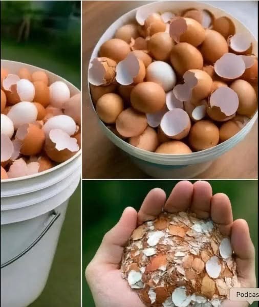 Doctors reveal that boil eggshells and say goodbye to the….See more