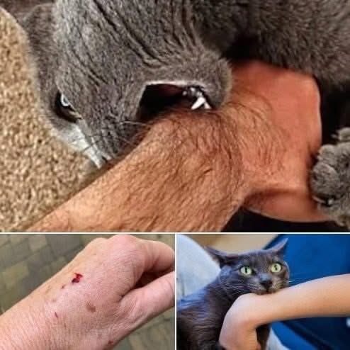 If the cat bites you, here’s what it really means… Check comments 👇🏻 🐈
