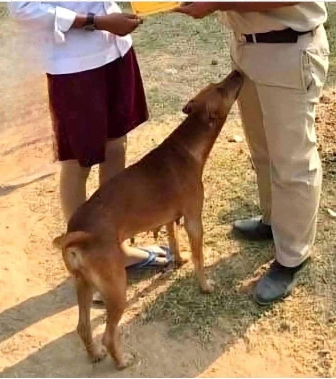 If your dog is sniffing your gen!tal area, it means you have…see more