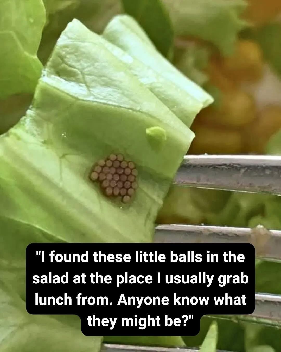 She Thought It Was Quinoa—Then She Looked Closer and Gagged 👀See more in 1st comment⬇️