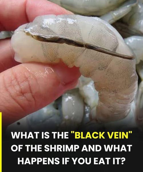 What is actually the shrimp’s ve¡n… See more