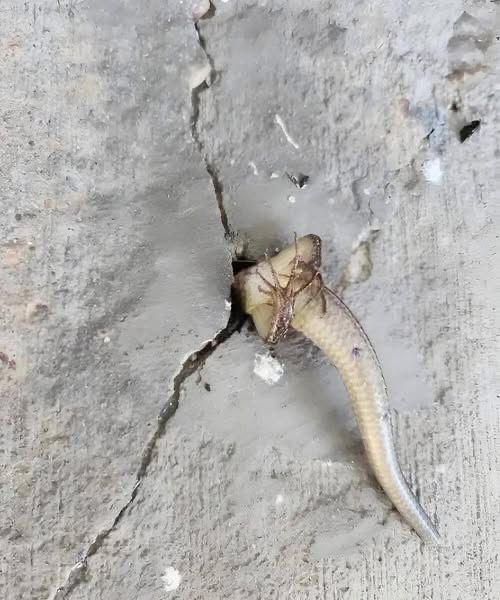 That morning, I went out onto the balcony and noticed something strange moving inside the wall. At that moment, I was overcome with pure terror, especially when I realized what it was 😢😲 That morning, I went out onto the balcony completely automatically—to open the window, take a breath, and wake up. And suddenly, it was as if my gaze stumbled on the wall. Something was there. It was moving. Slowly, strangely, as if it had a life of its own. My insides clenched. My first thought was a shadow. My second was a snake. My heart sank, my palms became sweaty, and my breathing became ragged. I froze and simply stared, afraid to even blink. But the longer I looked, the more I realized: it didn’t look like a snake. Its movements were different—not smooth, but jerky, helpless. The creature seemed to be reaching forward, moving inside the wall, but its tail remained outside. “”Probably something huge with a thin tail,”” I thought. A wave of anxiety and disgust, mixed with fear, washed over me. I felt like I’d seen something forbidden, something not meant for the eyes. I wanted to scream and, at the same time, just leave and forget. When I found out what exactly was in my wall, I was horrified 😢😲 Details in the first comment 👇👇