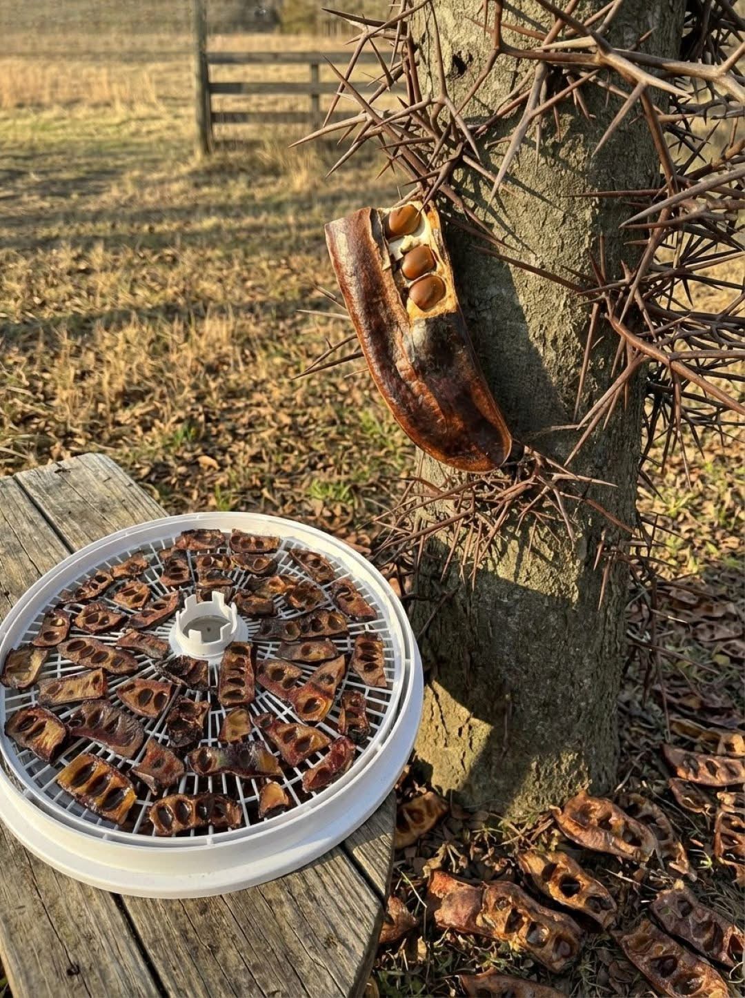 If this tree grows near you, you’re sitting on gold without even realizing it… See more 😮👇