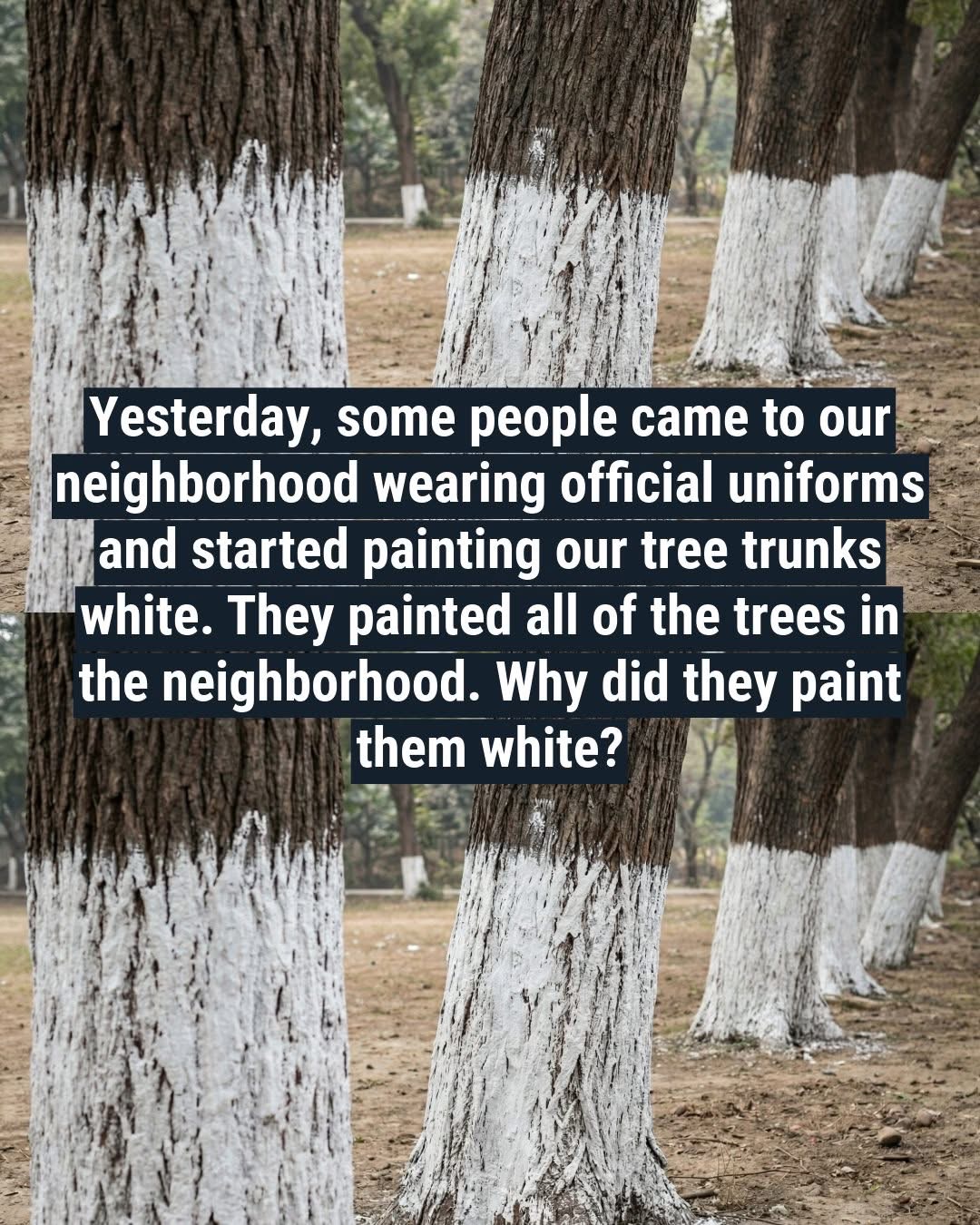 🤯Why Some Trees Are Painted White and What It Means🤯⤵️