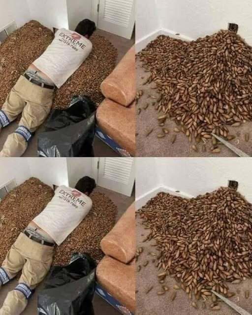 A man smells a strong smell in his house, when he finds out that he opens the wall he finds… See more