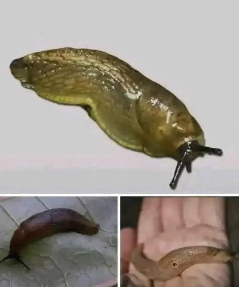 Did you know that when a SLUG visits your house it means that you have…See below👇