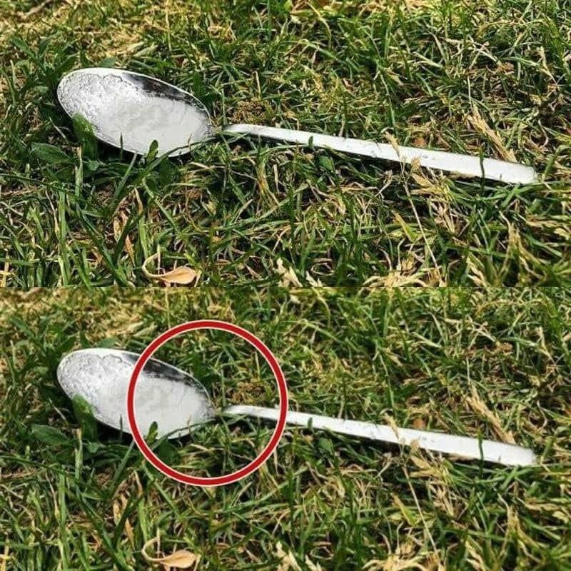 Always Put A Spoon Of Sugar In Your Backyard Before Leaving The House… Here’s Why💬👇