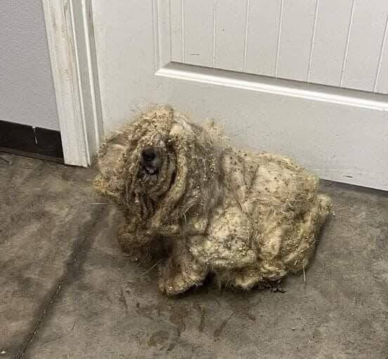 It was the worst case of neglect the rescue had ever seen — a poor little dog covered in three pounds of thick, matted fur 😢💔 But after a makeover he’s transformed into a whole new dog — check the comments to see him today ❤️