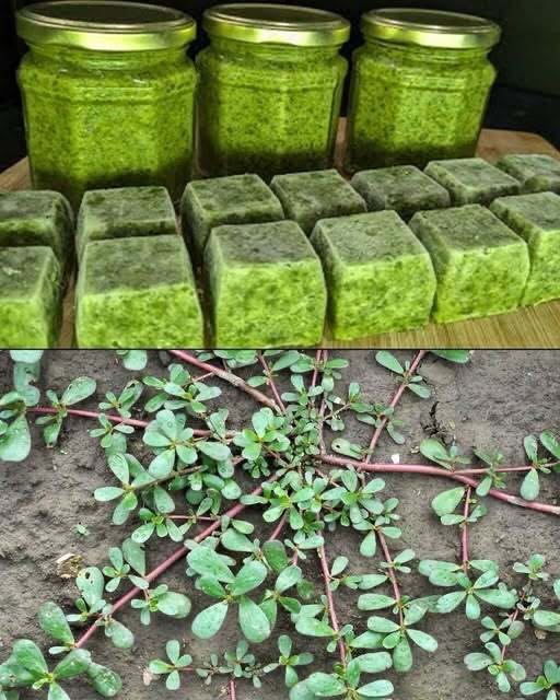 Never step on this weed; it’s considered a ‘gold mine’ in the garden … below