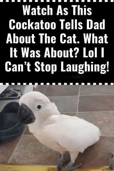 Watch As This Cockatoo Tells Dad About The Cat. What It Was About? Lol I Can’t Stop Laughing!😂Check out the video in the first comment 👇
