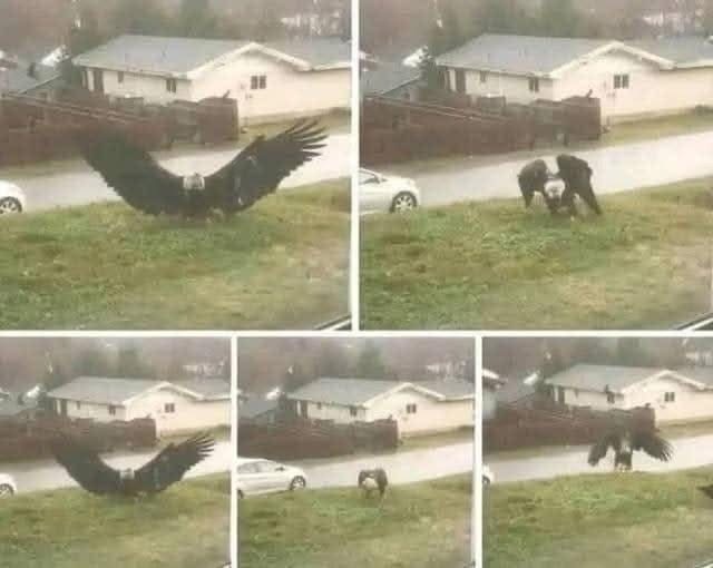 Giant Eagle captured in Bro… see below…😯⤵️