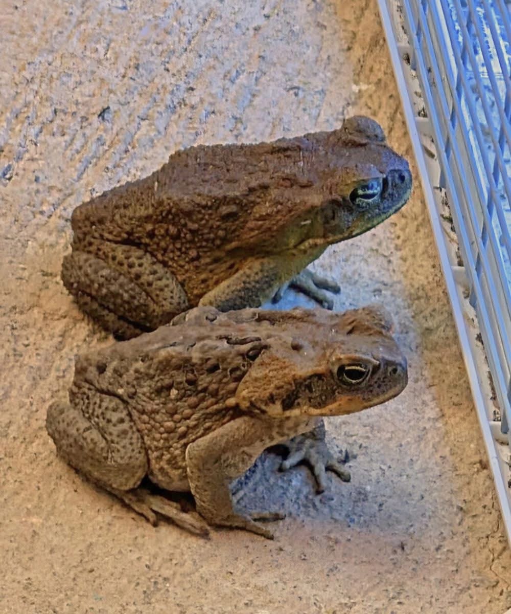 Did you know that toads come to your house when…See below👇