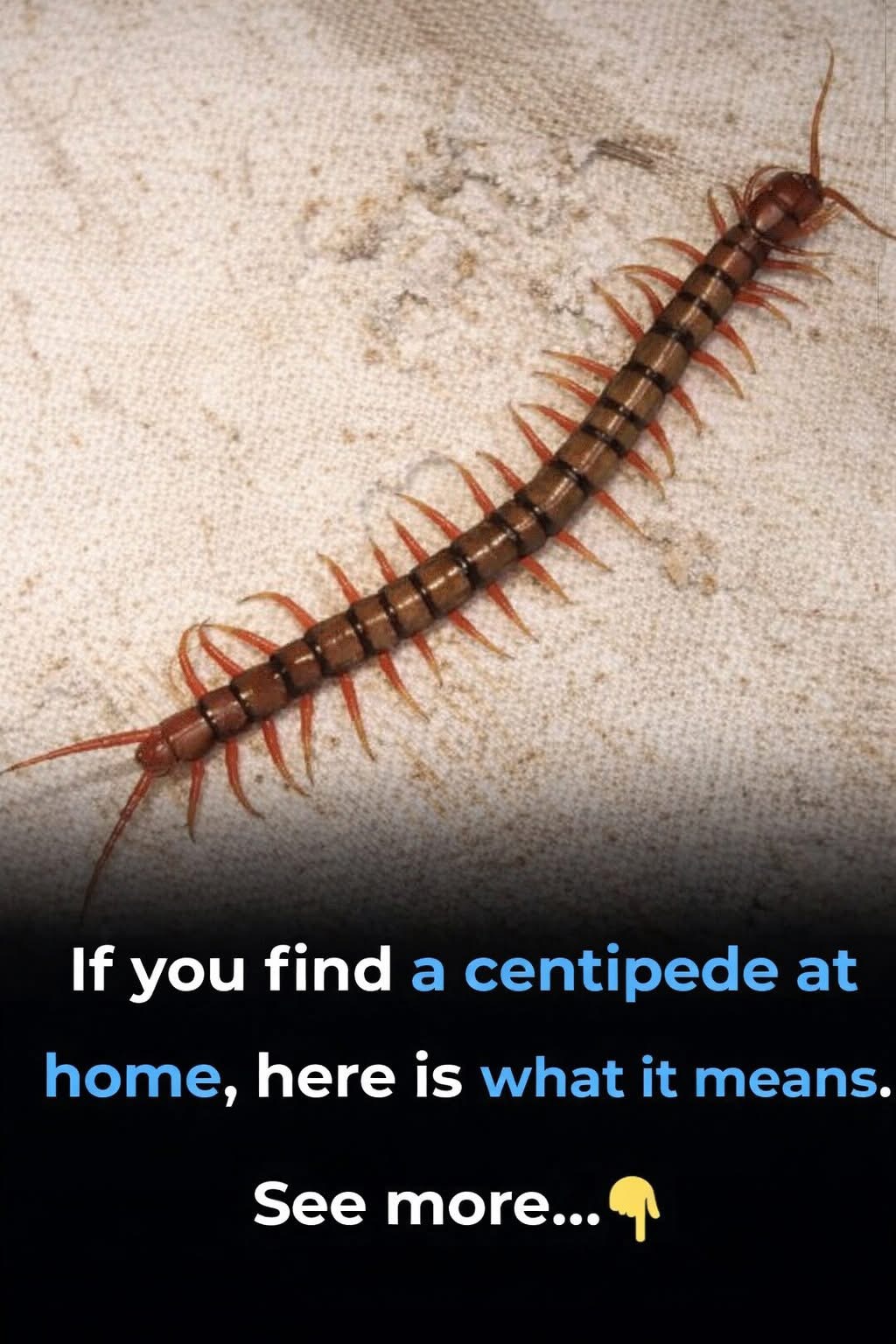 If you find a centipede at home, here is what it means… See below ⏬