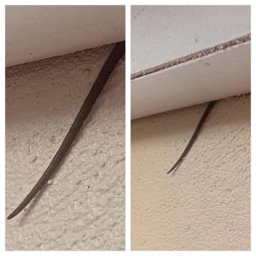 Spotted this sticking out from my ceiling — what is it? 👀 See it in the comments 👇