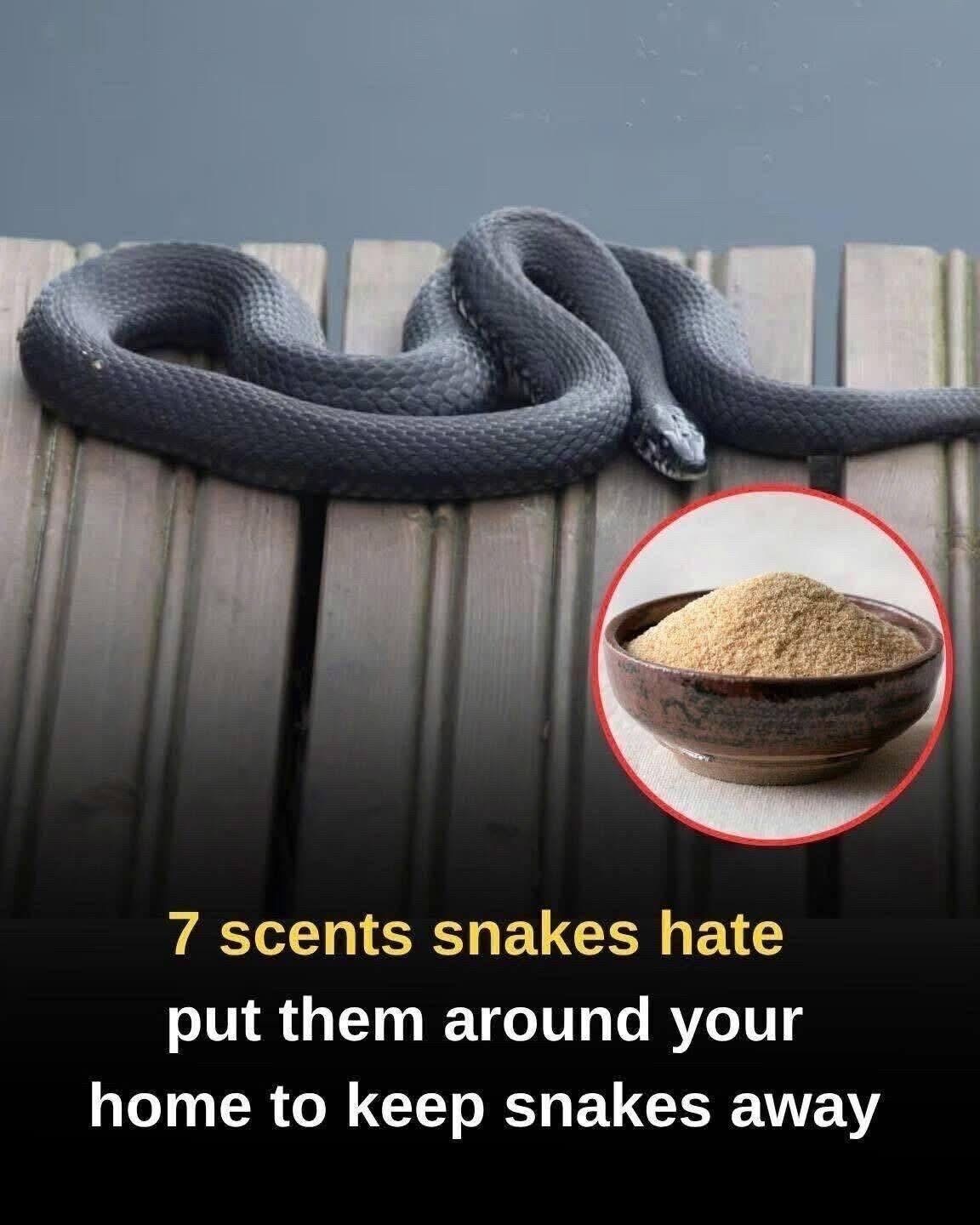Certain scents are known to repel snakes due to their sensitive olfactory systems. We will explore 7 scents that snakes hate and how you can use them to keep these slippery creatures away from your home 🐍.