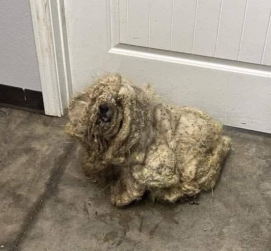 It was the worst case of neglect the rescue had ever seen — a poor little dog covered in three pounds of thick, matted fur 😢💔 But after a makeover he’s transformed into a whole new dog — check the comments to see him today ❤️⬇️⬇️?.