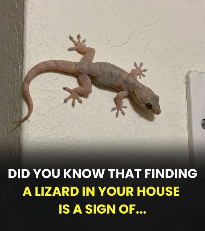 Did you know that when a lizard visits your house it’s a sign of… See below👇