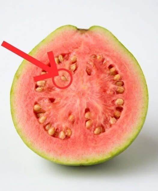 Doctors reveal that guava leaf tea causes…See below