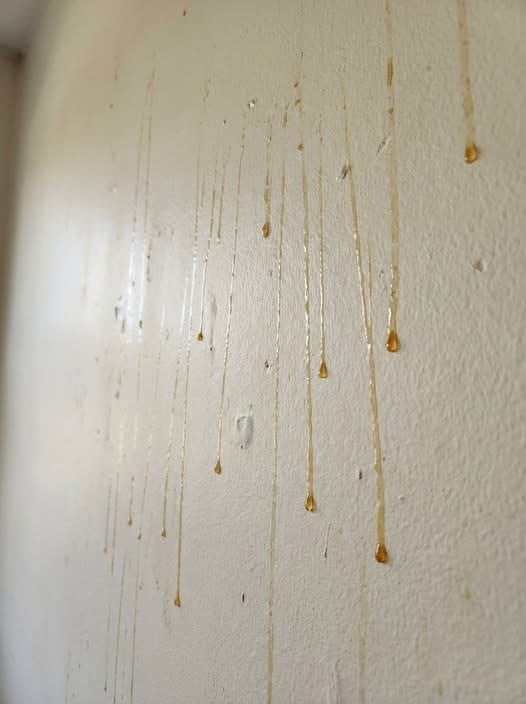 After my last tenant moved out, yellow stuff started dripping down the walls. What could it be? I tried cleaning it, but I couldn’t.- She didn’t smoke…..👇