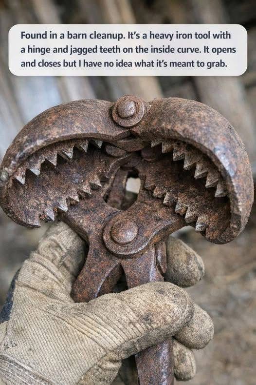 Found in a barn cleanup. It’s a heavy iron tool with a hinge and jagged teeth on the inside curve. It opens and closes but I have no idea what it’s me.