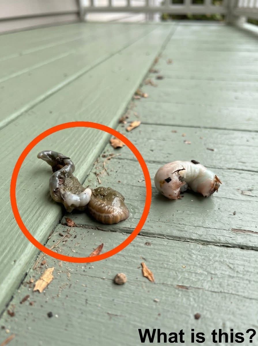 I went out onto the balcony this morning and saw this on the floor. I’ve been staring at it for half an hour now, but I still have no idea what it is. Does anyone know what this is? Check the first comment for the answer 👇