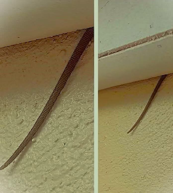 Spotted this sticking out from my ceiling — what is it? 👀 …See below👇