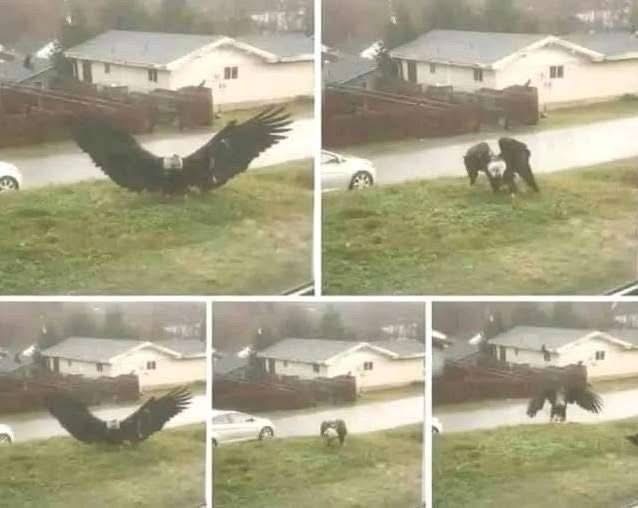 Giant Eagle captured in Bro…See more in comment