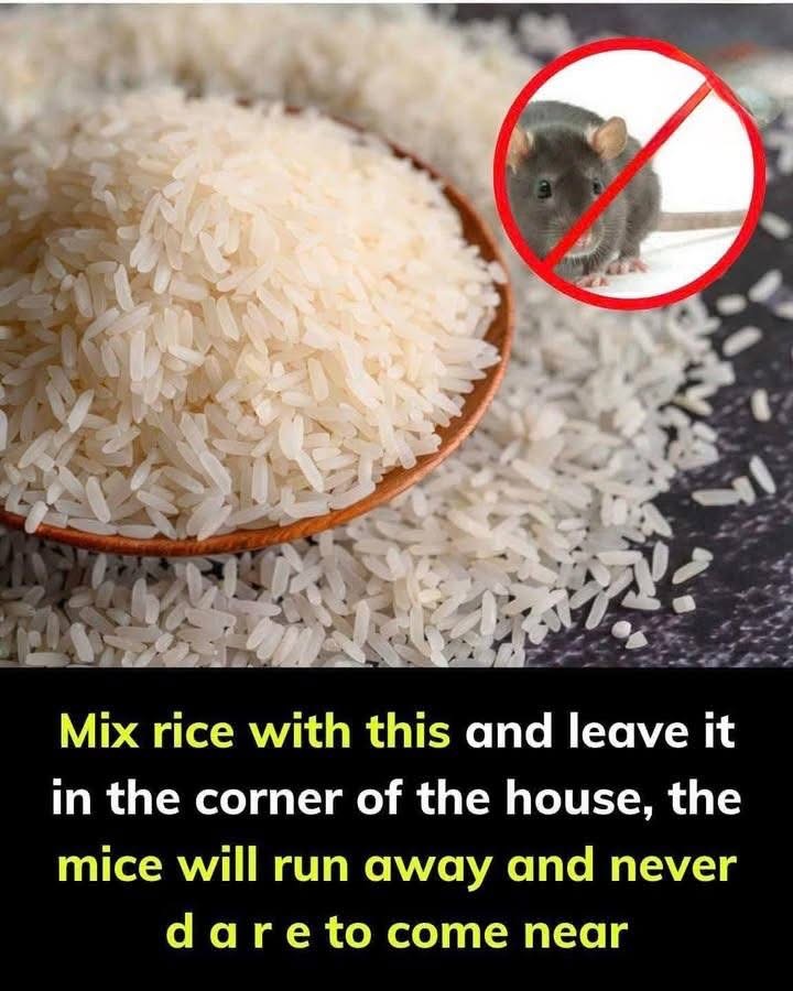Use this with rice, and watch mice vanish from your house in no time 🍚