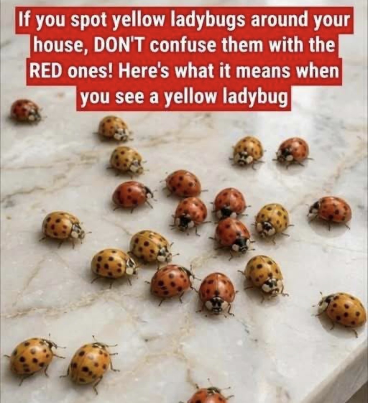 If you spot yellow ladybugs around your house, DON’T confuse them with the RED ones! Here’s what it means when you see a yellow ladybug👇