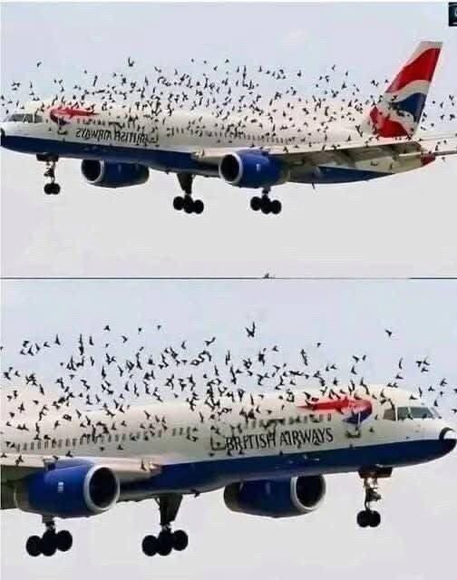 The pilot cried when he understood why the birds wouldn’t leave him alo…See Below